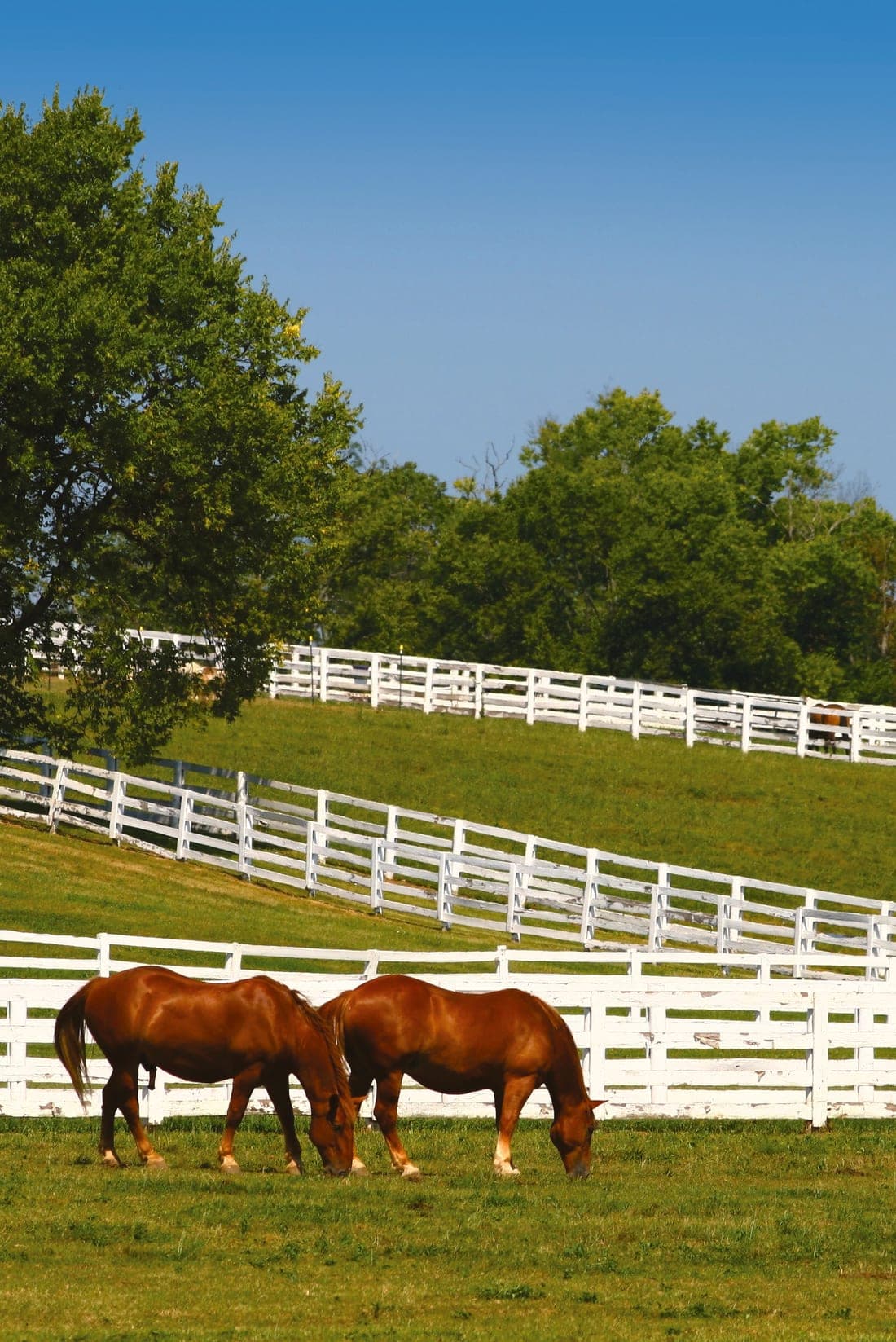 Horses grazing behind a white fence in the country
